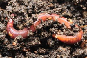 regenwormen in goede bodem