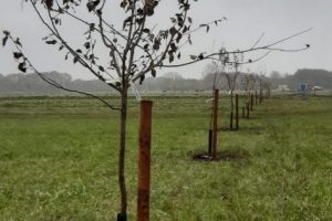 20 nov - oud Drentse appelbomen staan er allemaal in