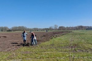 18 mrt - alle bomen geplant van Plan Boom (NFD) Hof van Rhee 3 houtsingels rijker!