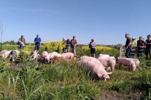 9 mei - varkens arriveren op Hof van Rhee