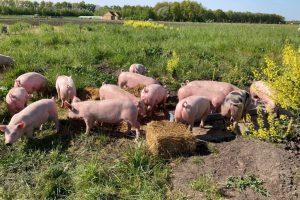 9 mei - varkens arriveren op Hof van Rhee