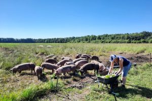 24 jun - varkens voeren met restjes oogst