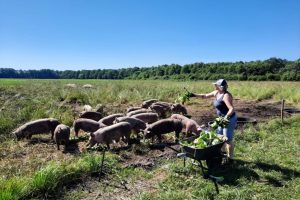24 jun - varkens voeren met restjes oogst