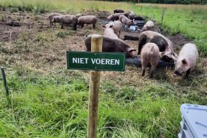 4 jul - Afrikaanse varkenspest in Emsland geconstateerd. Hoef je niet bij de varkens te zijn, blijf dan op afstand.