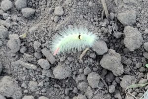 20 aug - Rups van de nachtvlinder meriansborstel gevonden op Hof van Rhee