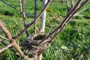 26 okt - blaadjes weg, nestje gespot in de boomgaard