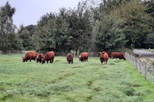 2 okt - runderen 1 jaar op Hof van Rhee