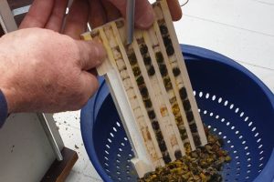 Coconnen uit bijenraten halen