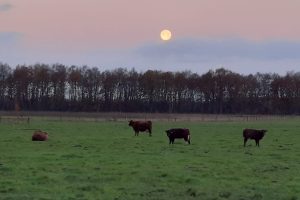 8 dec - onze koeien onder de volle maan