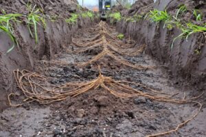30 mrt - groene asperges gaan de grond in