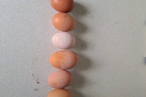 8 apr - de eerste eitjes met Pasen. Timing!