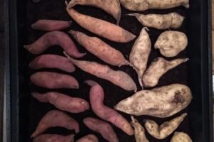 19 mei - verschillende aardappelsoorten om te gebruiken voor de kweek