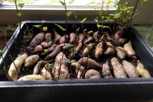 19 mei - aardappels in een warme bak op wat aarde om te kiemen