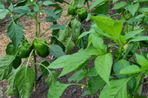 11 jul - groene paprika in de kas