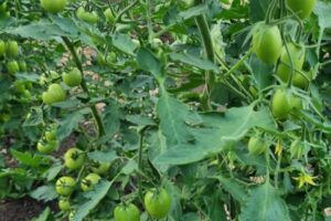 11 jul - 2 soorten tomaten in de kas